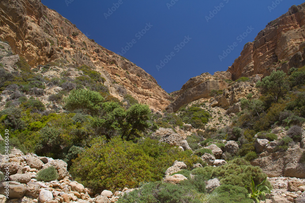 Desolate dry and rough eroded canyon under blue sky, some tough and prickly vegetation in the foreground