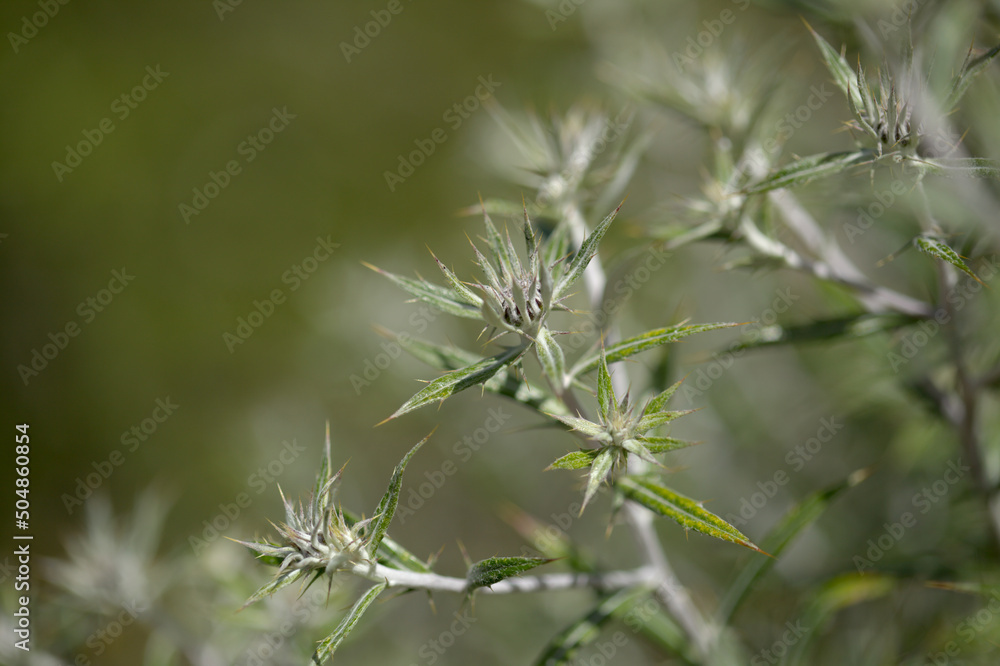 Flora of Gran Canaria - Carlina salicifolia, species of thistle found in Macaronesia, natural macro floral background
Flora of Gran Canaria - Carlina salicifolia, species of thistle found in Macaronesia, natural macro floral background