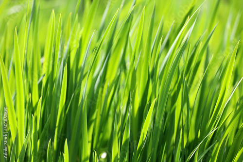 Green grass in sunlight, blurred background. Fresh spring or summer nature, sunny meadow
