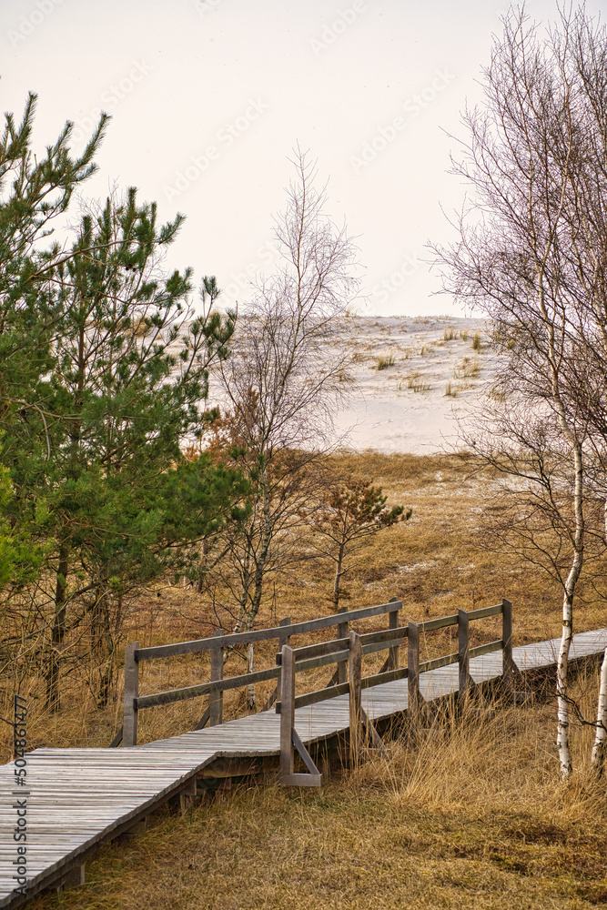 Hiking trail over a wooden footbridge to the high dune on the darss. National Park