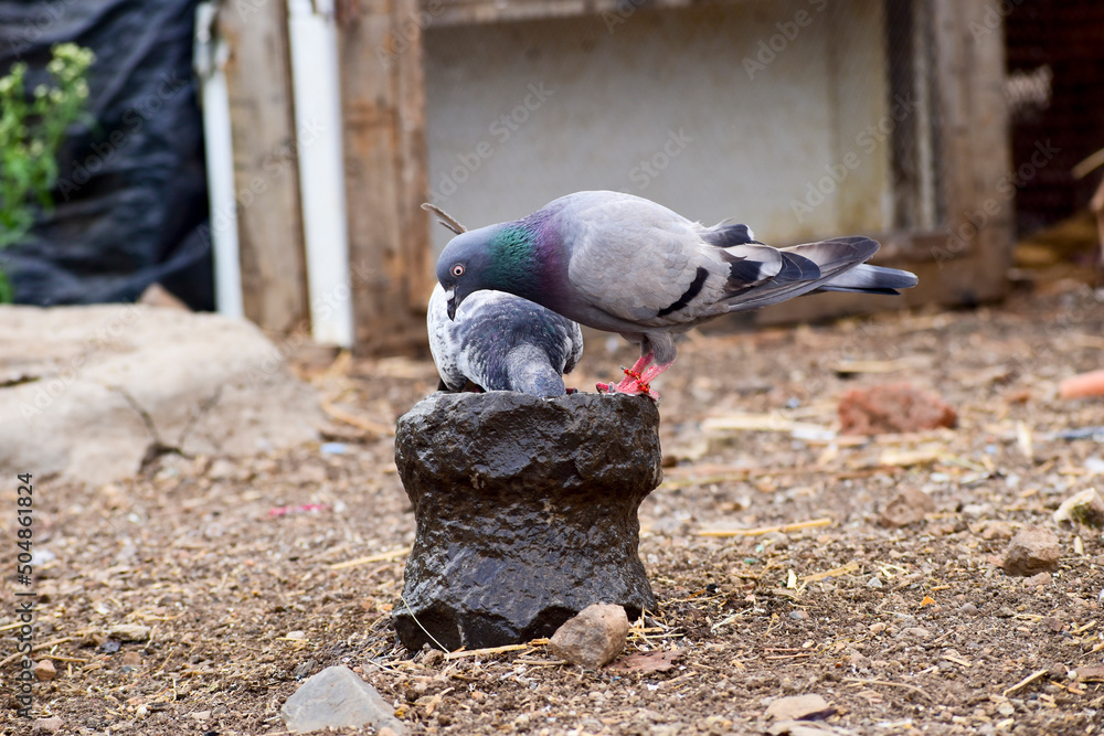 Fototapeta premium A beautiful pigeon sitting to drink water.