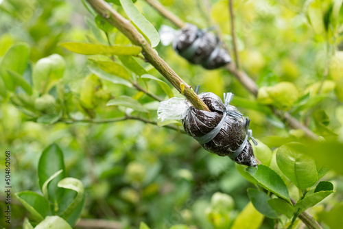 Bild auf Leinwand graft on green lemon branch, agricultural technique