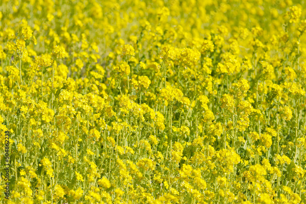 Japanese yellow bright Japanese yellow bright