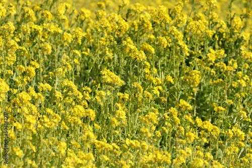 Japanese yellow bright "Rape blossoms" blooming in the fields texture photography.