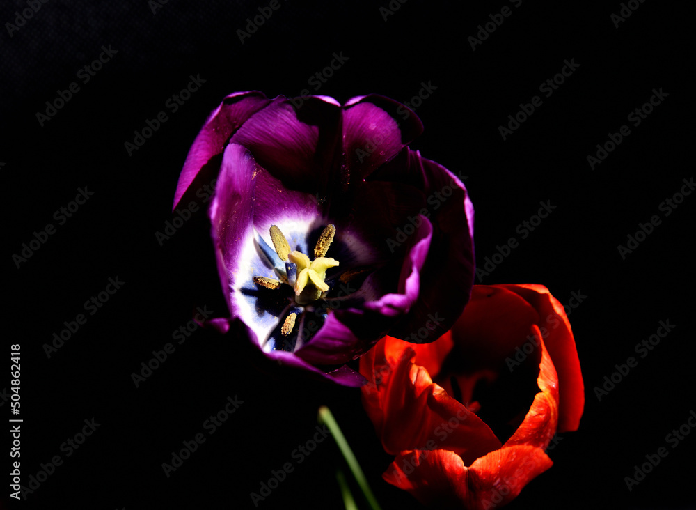Kwiaty ogrodowe tulipan  - obrazy, fototapety, plakaty 