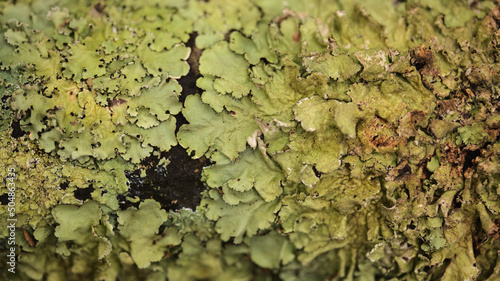 Pale cyan petals-like foliose lichen on rock, recent rains revived the vegetative body, natural macro background
 photo