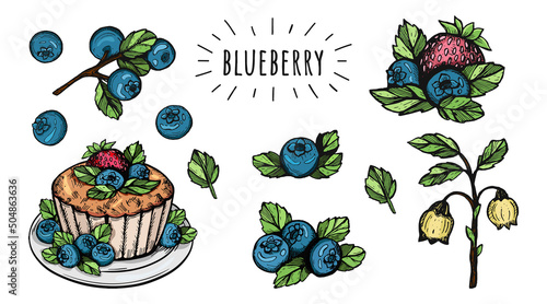 cupcake with berries and blueberries on plates vector freehand drawing. berries and cupcake vector sketch. blueberry cupcake vector coloring book doodles. eps