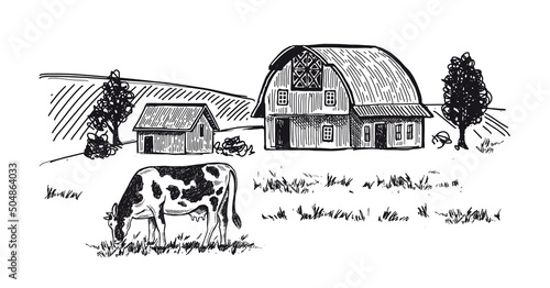Cows chew grass, hand drawn illustrations. Dairy farm, vector.	