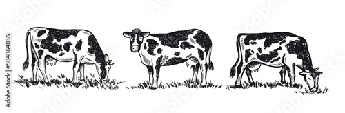 Cows chew grass set, hand drawn illustrations.	

