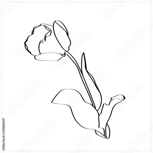 Pattern of tulips.Vector.Graphic image on a white and color background.
