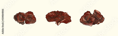 Collection of Taiwan ingredient black fungus in vector illustration art design
