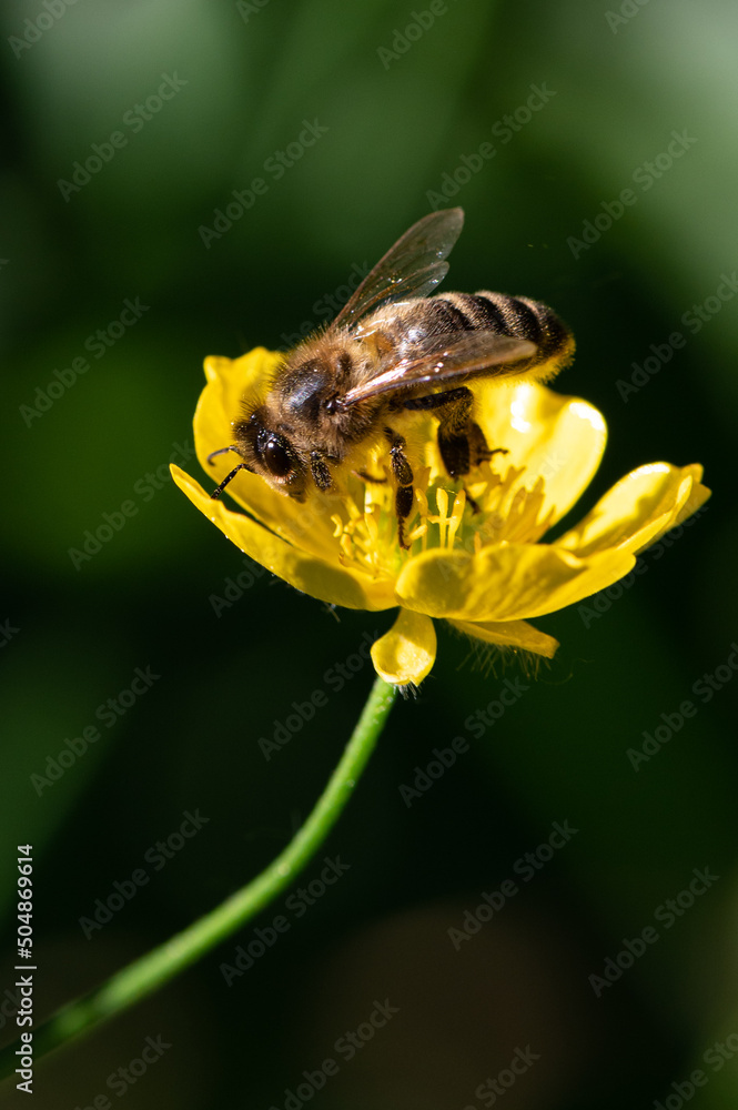 Apis mellifera - Western Honey Bee - Abeille européenne Apis mellifera - Western Honey Bee - Abeille européenne