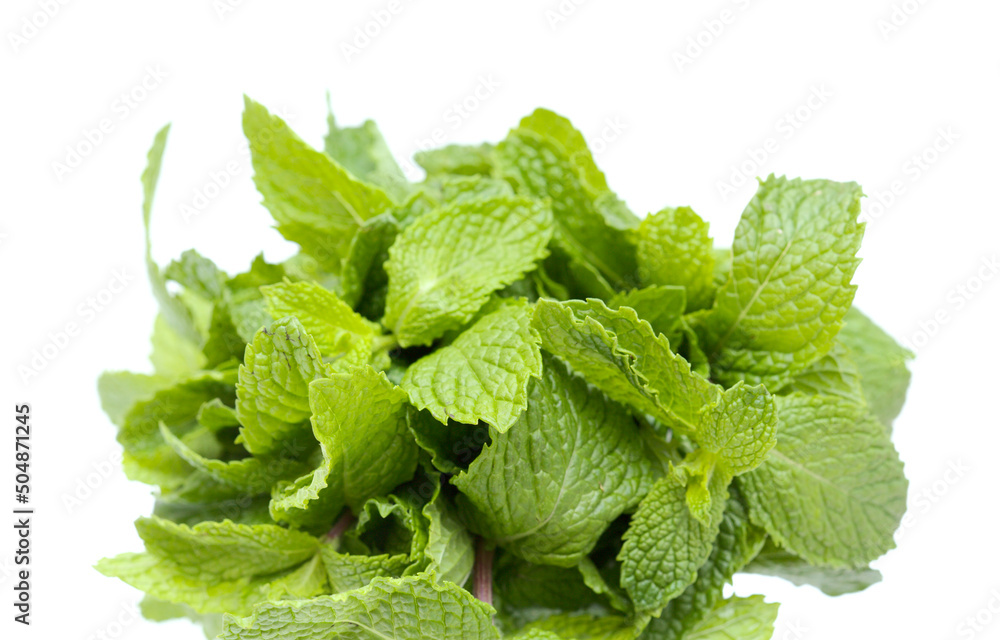 Flora of Gran Canaria - Mentha spicata, garden mint, introduced species, isolated on white background
Flora of Gran Canaria - Mentha spicata, garden mint, introduced species, isolated on white background