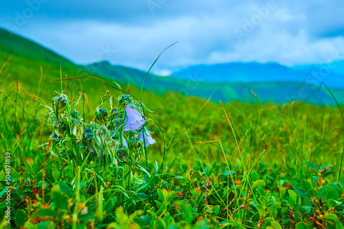 Blooming tussock bellflower (Carpathian harebell), Mount Hoverlyana, Carpathians, Ukraine photo