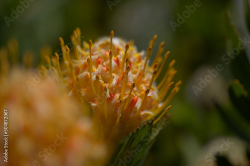 Yellow Leucospermum catherinae, Catherine-wheel protea natural macro floral background photo