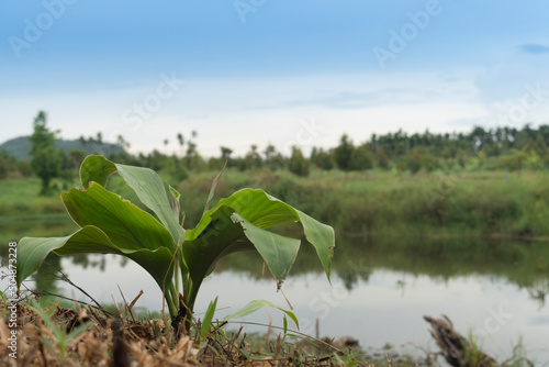 Sapling standing of Zingiberaceae or Curcuma longa near a water source. green meadow and trees background image under the blue sky.