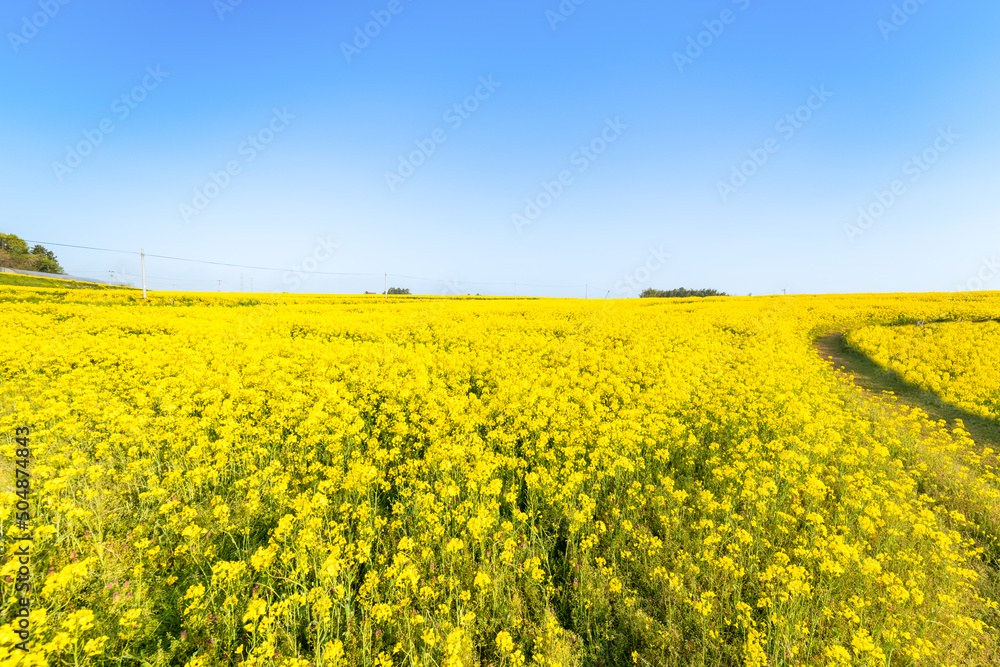 Obraz premium 満開の菜の花畑の丘の小道