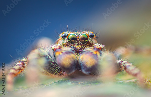 Extreme magnification - Jumping spider portrait, front view © lukjonis
