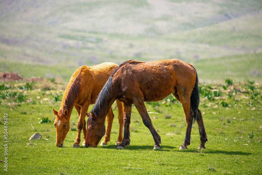 Obraz premium Horses gallop over mountains and hills. A herd of horses grazes in the autumn meadow. Livestock concept, with place for text.