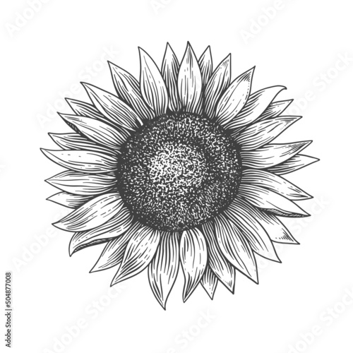 Hand-drawn sunflower inflorescence in engraving style. Vintage botanical image of a garden plant for a floral background. Vector illustration for shop design, packaging, postcards, books.