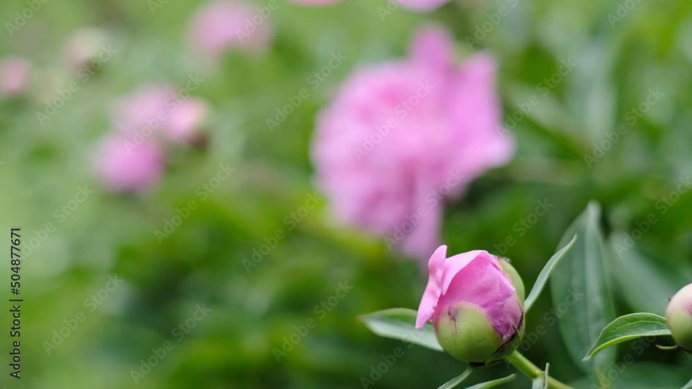 Pink peonies bloomed in the garden in spring. Commercial cultivation of peonies. Pink peonies bloomed in the garden in spring. Commercial cultivation of peonies.