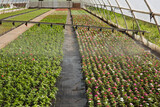 watering a lot of periwinkle flowers in a large greenhouse, industrial cultivation of landscape flowers