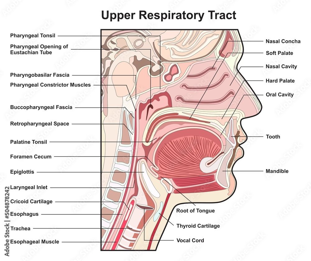 Upper respiratory tract infographic diagram for medical anatomy physiology science education details part of human body respiratory system respiration concept cross section chart scheme - obrazy, fototapety, plakaty 