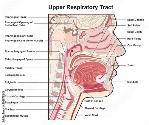Upper respiratory tract infographic diagram for medical anatomy physiology science education details part of human body respiratory system respiration concept cross section chart scheme