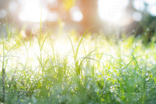 Dew on the green grass in morning with blur bokeh background. sunlight on green nature backdrop. Spring season plant growth meadow garden outdoor natural landscape. environment or summer concept.