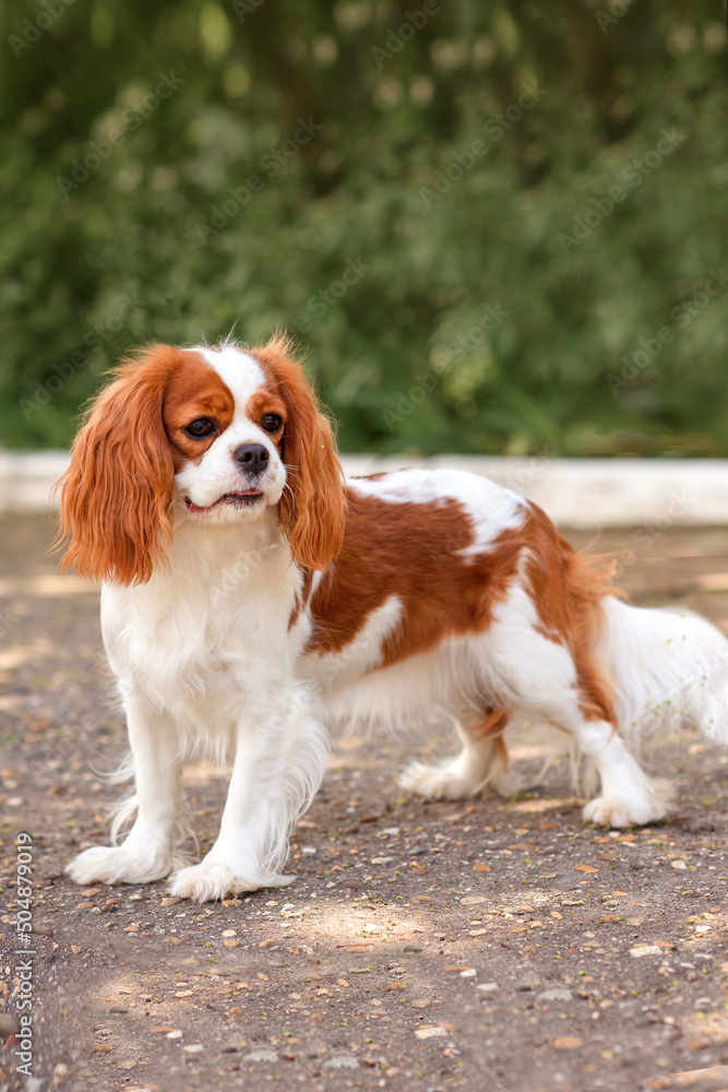 dog cavalier king charles spaniel for a walk in summer