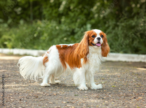 Obraz na plátně dog cavalier king charles spaniel for a walk in summer