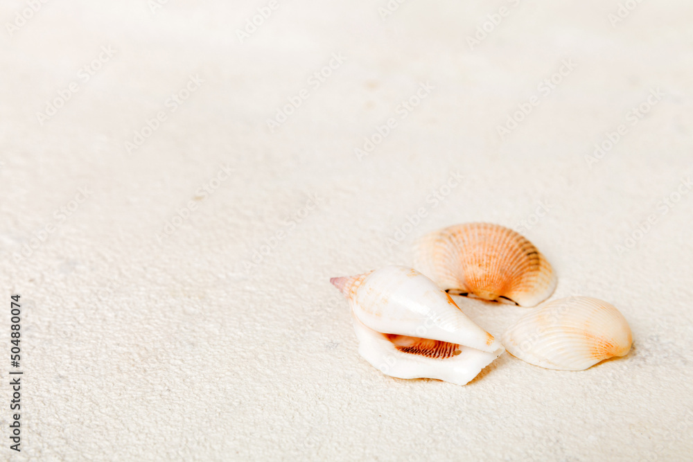 Beach seashells on colored background. Mock up with copy space Beach seashells on colored background. Mock up with copy space
