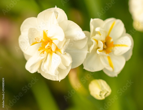 Fototapeta Naklejka Na Ścianę i Meble -  Beautiful white flower in nature.