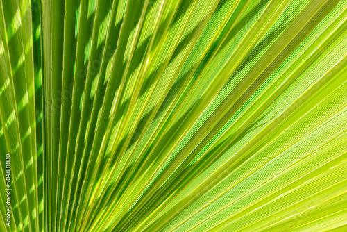 Palm tree leaf abstract