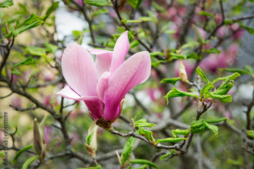 Fototapeta Naklejka Na Ścianę i Meble -  Beautiful gorgeous magnolia flower