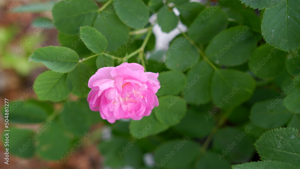 Blooming pink roses in the garden. Rosehipr oses on the Bush. Growing roses in the garden Blooming pink roses in the garden. Rosehipr oses on the Bush. Growing roses in the garden