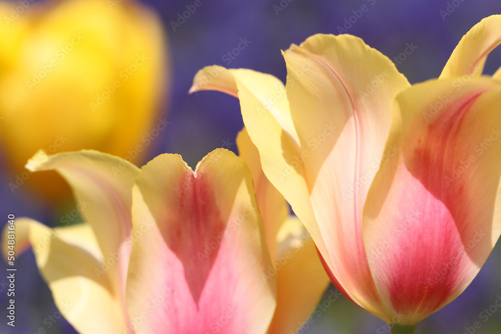 yellow and pink tulip in the garden