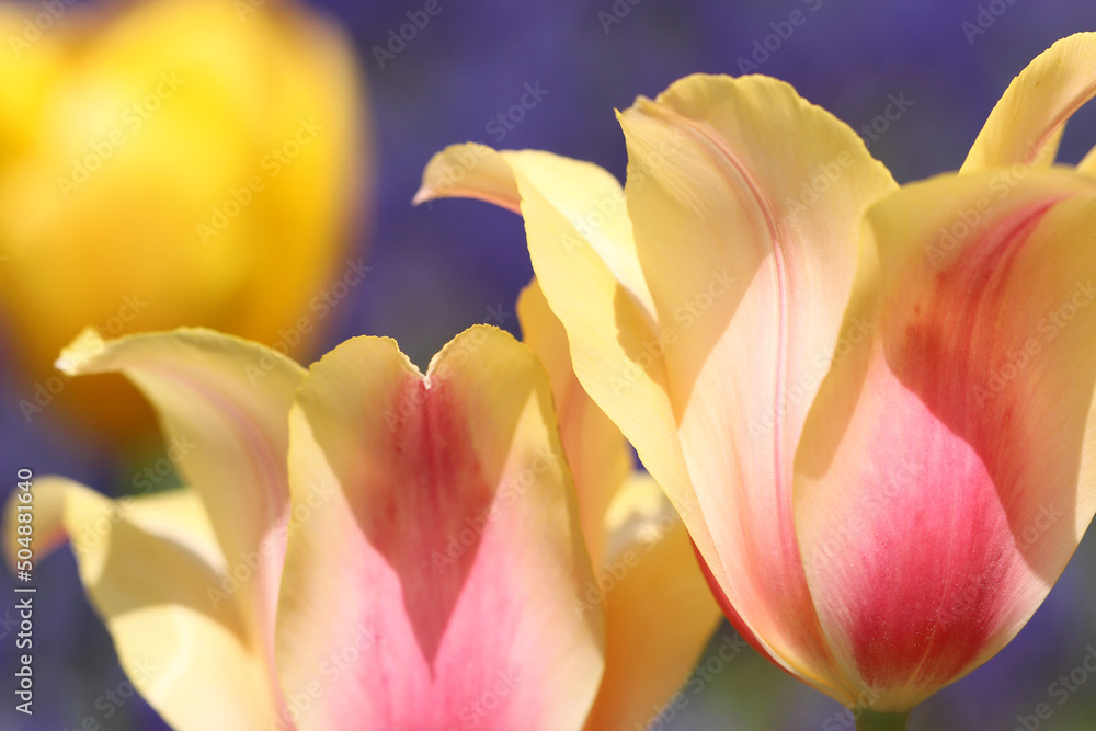 Fototapeta premium yellow and pink tulip in the garden