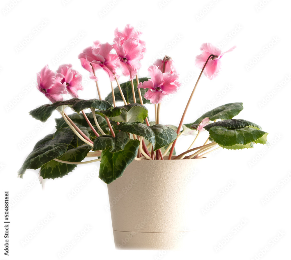 Fototapeta premium Pink indoor flower on a white background.