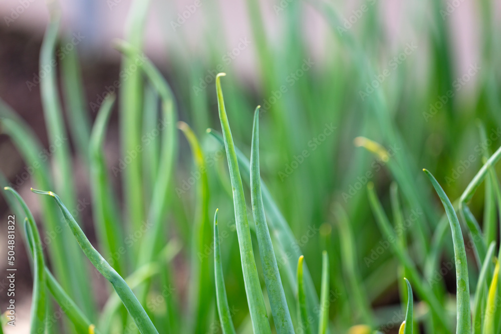 Green onions in the ground in early spring. Green onions in the ground in early spring.