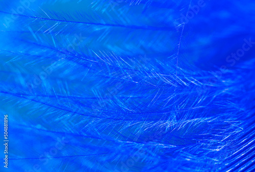 Blue feather as a background.