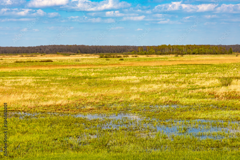 Fototapeta premium Panoramic view of Narew river grassy wetlands and bird wildlife reserve during spring nesting period in Zajki village near Wizna in Podlaskie region of Poland