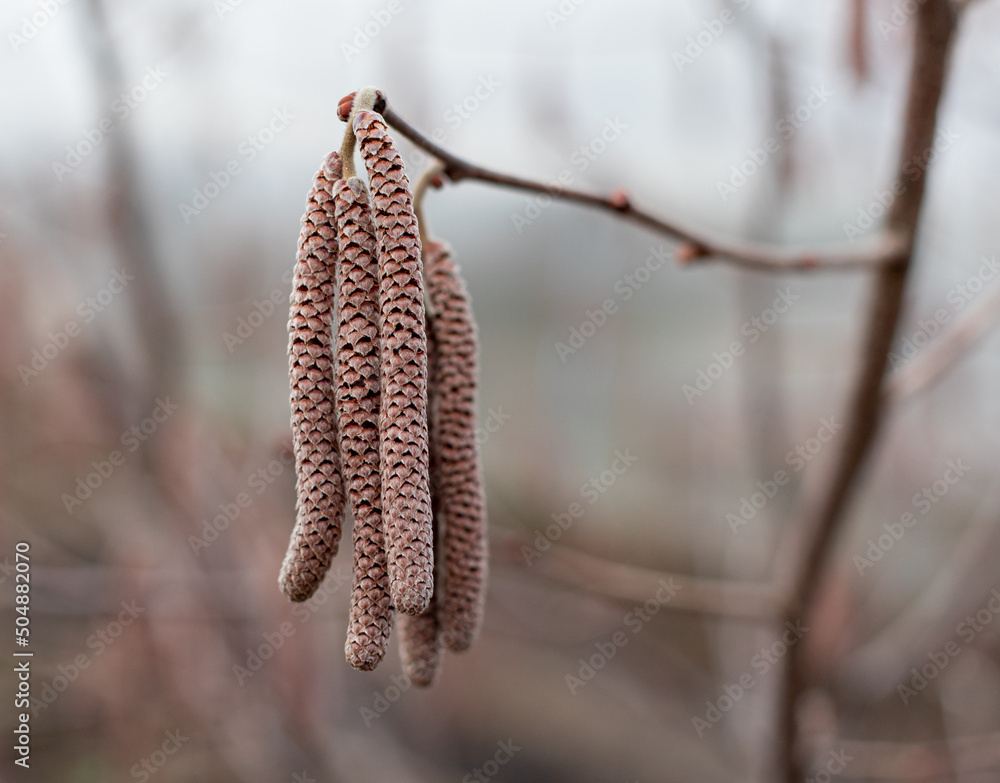 Hazelnut blossom on tree branches in early spring. Hazelnut blossom on tree branches in early spring.