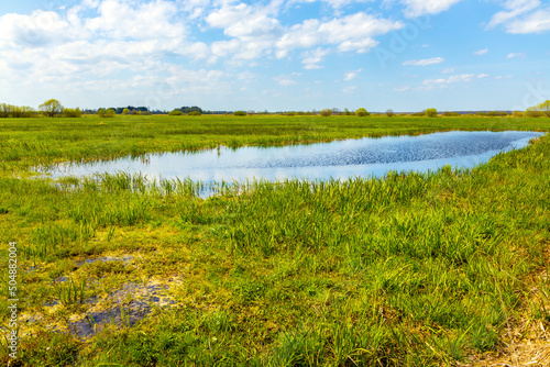 Panoramic view of Narew river grassy wetlands and bird wildlife reserve during spring nesting period in Zajki village near Wizna in Podlaskie region of Poland