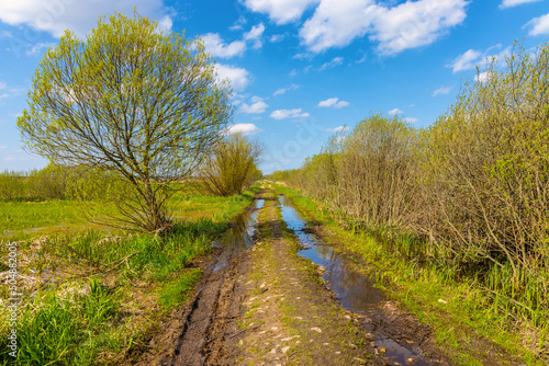 Panoramic view of Narew river grassy wetlands and bird wildlife reserve during spring nesting period in Zajki village near Wizna in Podlaskie region of Poland