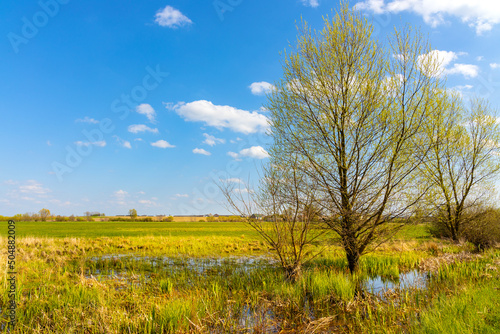 Panoramic view of Narew river grassy wetlands and bird wildlife reserve during spring nesting period in Zajki village near Wizna in Podlaskie region of Poland