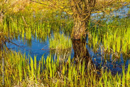 Panoramic view of Narew river grassy wetlands and bird wildlife reserve during spring nesting period in Zajki village near Wizna in Podlaskie region of Poland