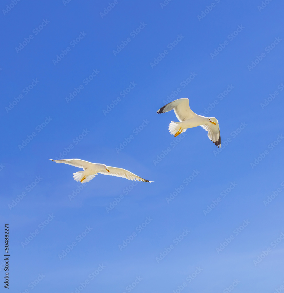 Seagull flying on a blue sky Seagull flying on a blue sky