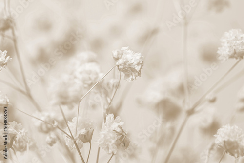 Gypsophila romantic wedding dry flowers elegant blooming bouquet on beige natural bokeh background macro