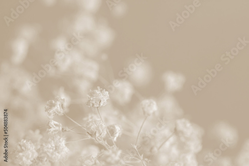 Gypsophila romantic wedding dry flowers elegant blooming bouquet on beige natural bokeh background macro